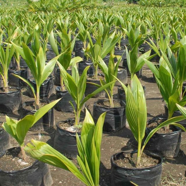 Kasaragod Dwarf Coconut Live Plant - Hybrid Rare all season | Kasaragod Kullan Thengu | Dwarf Nariyal ka Paudha kasargod Coconut Live Plant