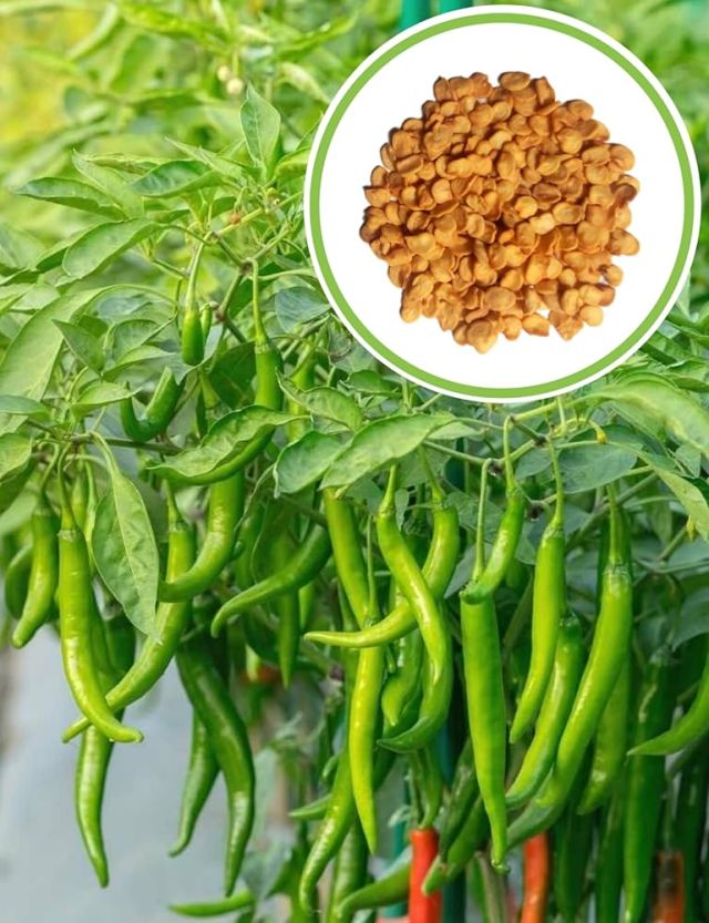 Yuvakarshaka Agro Farm Premium Chilly Seeds – Mirch ka Beej, Organic Chilly Seeds for Planting - (Pack Of 2)
