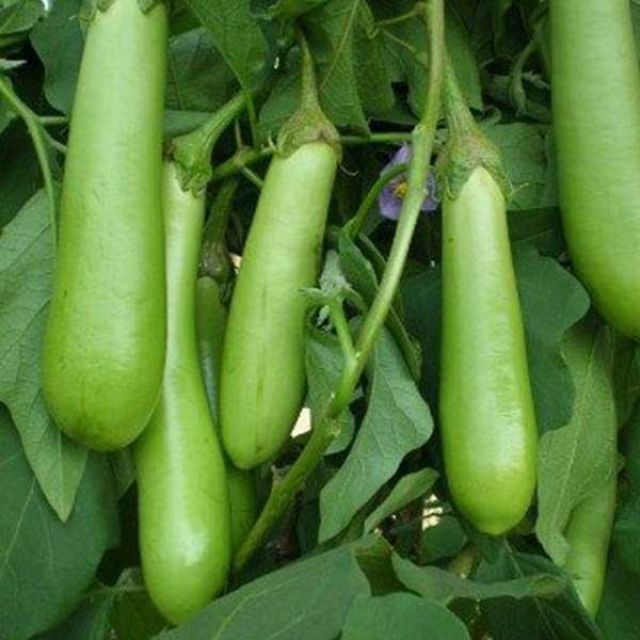 Yuvkarshaka Agro Farm Premium Long Brinjal Seeds – Lamba Baingan, Organic Seeds for Planting - (Pack Of 2)