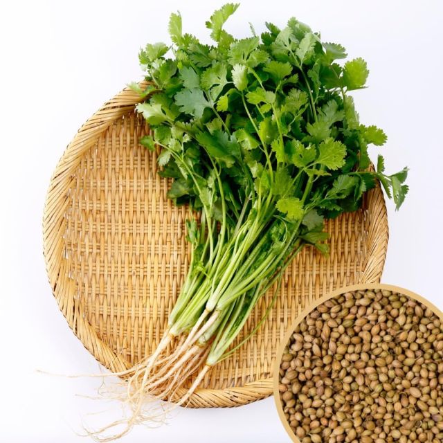 Yuvakarshaka Agro Farm Premium Coriander Leaves Seeds – Dhaniya patta, Organic Coriander Seeds for Planting - (Pack Of 2)